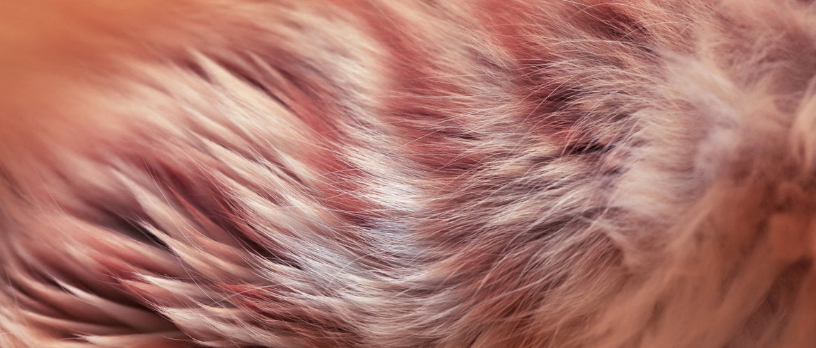 Let The Vet To Inspect Your Cat’s Coat