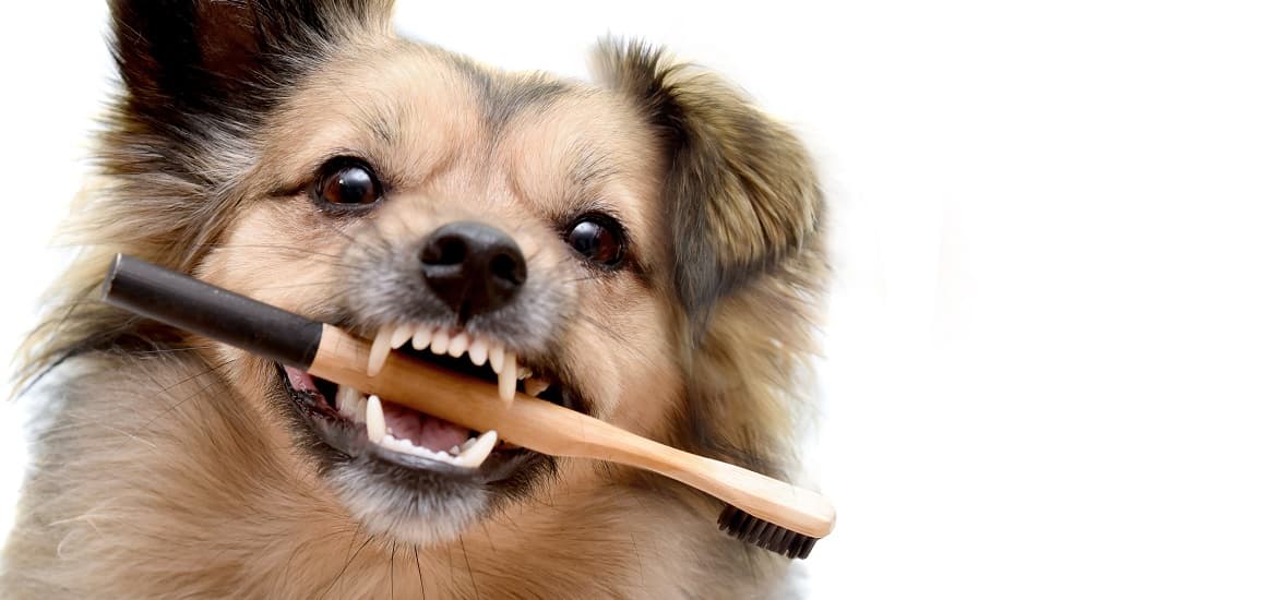 Pet Care Tips to Maintain Their Breath Fresh