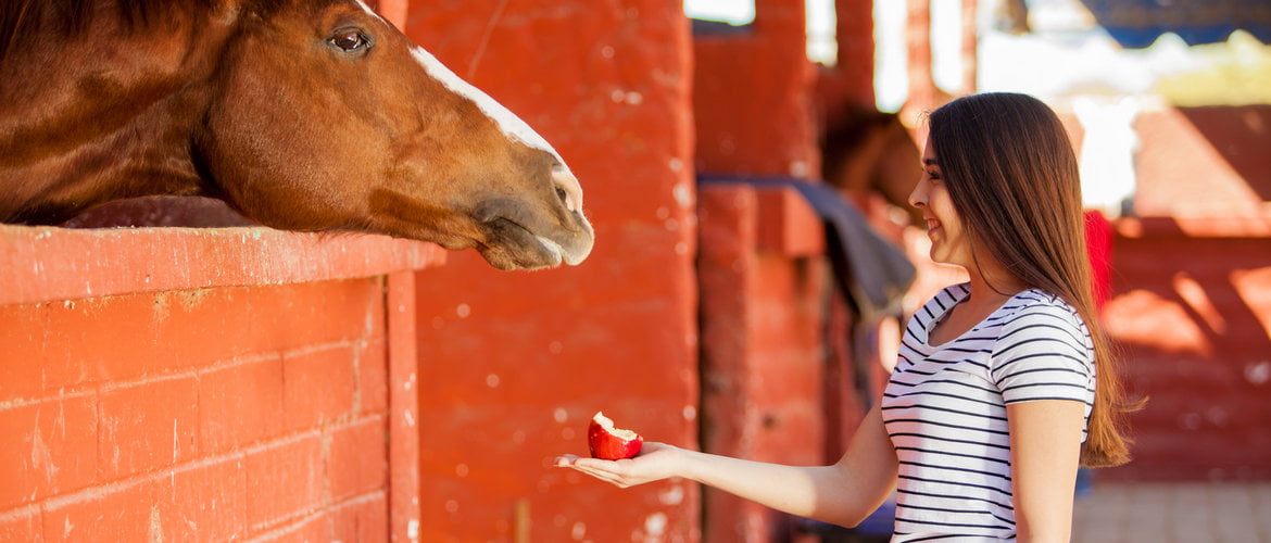 How to Select Right Horse Feed