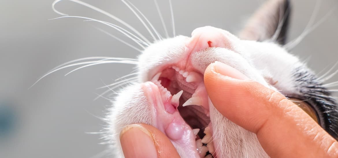 Understanding Veterinary Dentistry