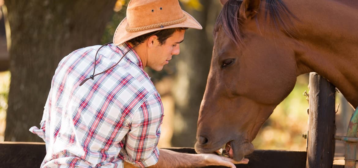 A Basic Guide to Feed Your Horses Right