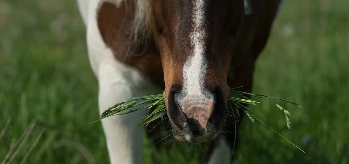 A Complete Guide on Equine Nutrition