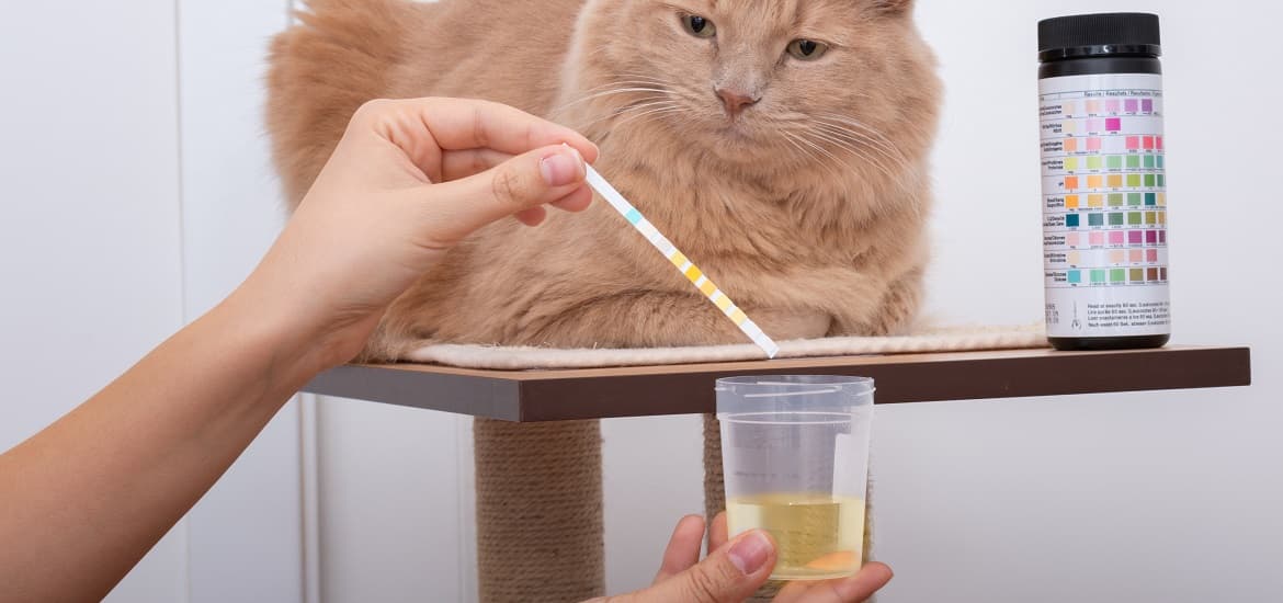 Abnormal Feline Urine