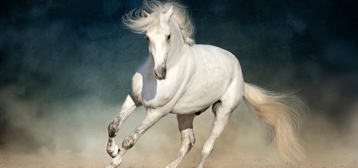 Related image Horse and human, Animal illustration art, Animal paintings