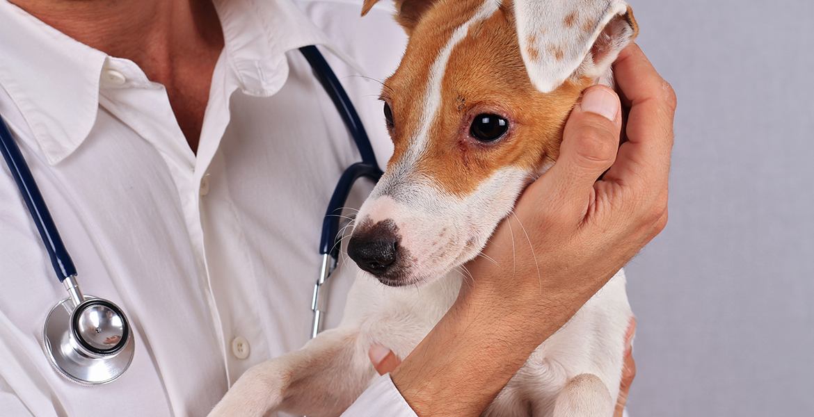 Allergy testing is essential for all pet owners