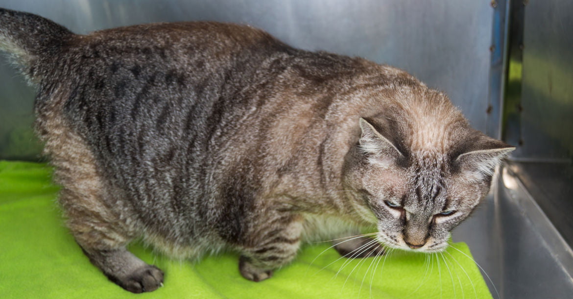 Are You Aware of Your Pets Possible Arthritis?