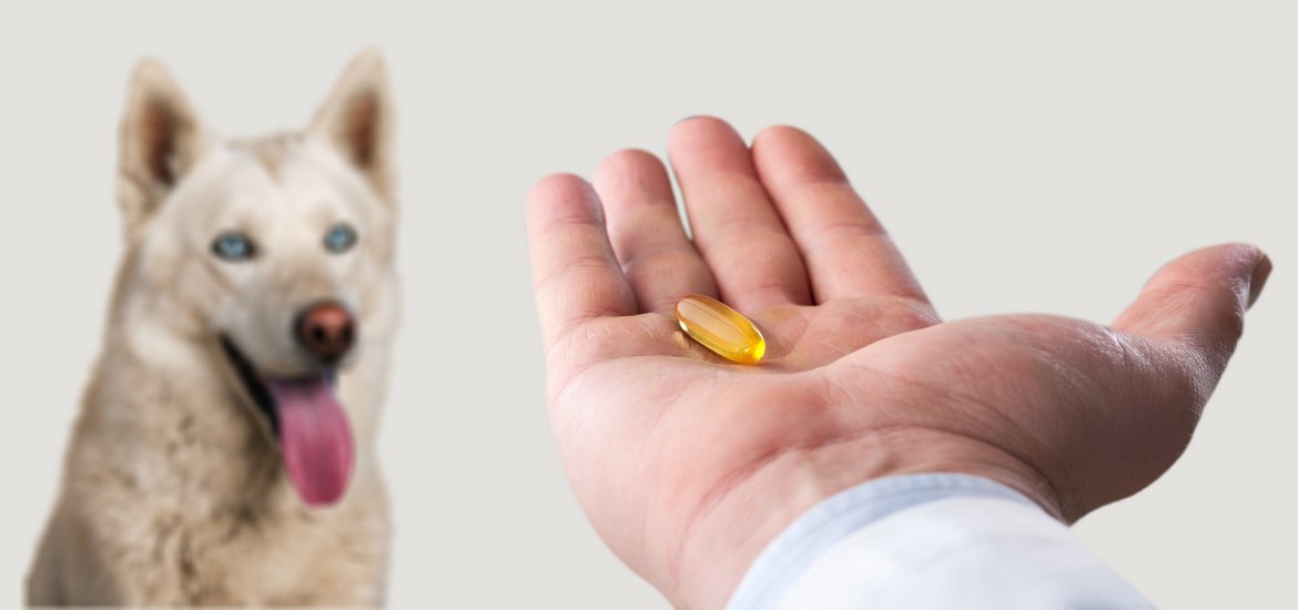 Canines and Arthritis