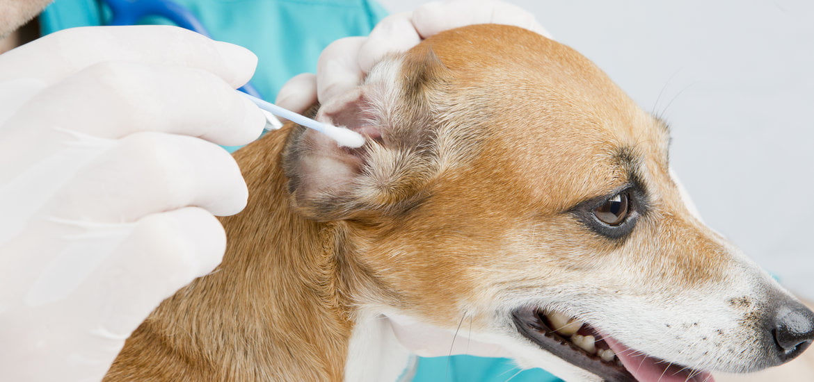 Flushing and Suction For Deep Ear Cleaning In Pets