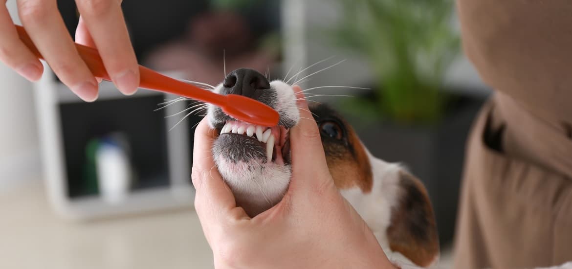 Daily Brushing