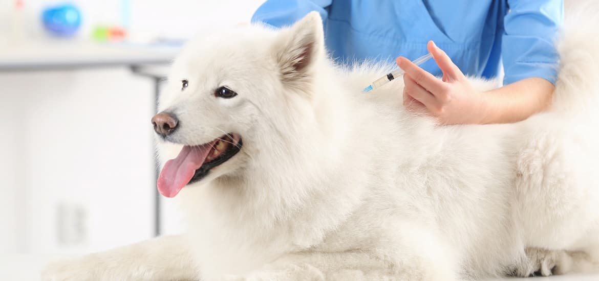 Dog Vaccinations