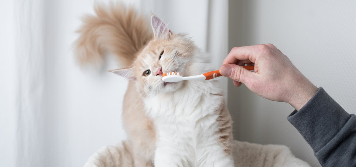 Easy Ways to Maintain Cats' Dental Health