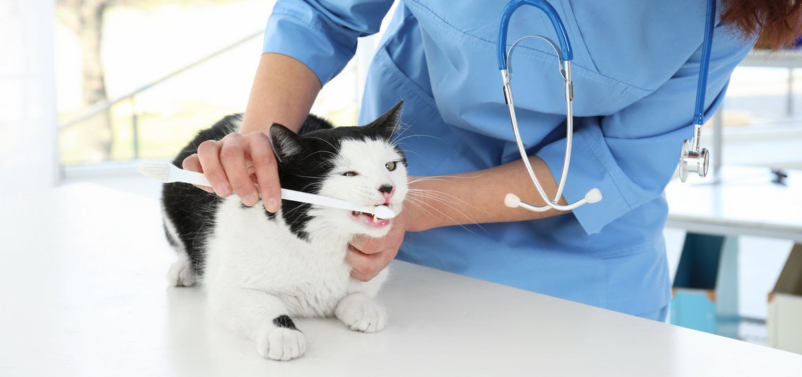 Treats Designed for Cat Dental Care' Dental Health
