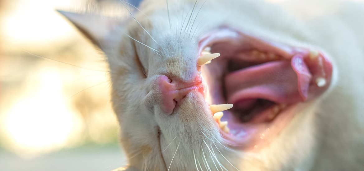 Effective Tips to Treat Cat Bad Breath