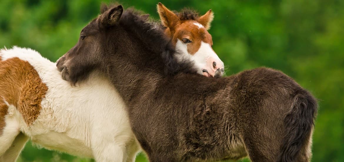 Essential Nutrients for Foals