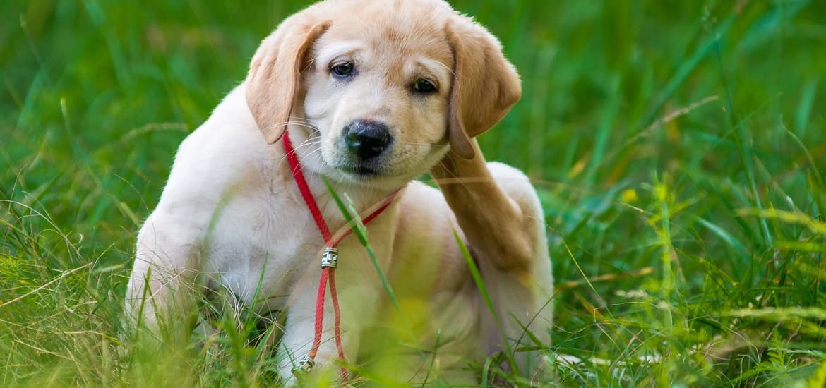 Everything to Know about Flea Infestation in Pets