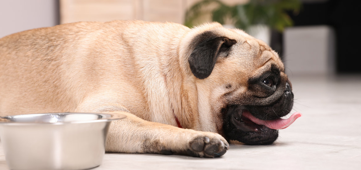 Five Signs of Dehydration in Dogs