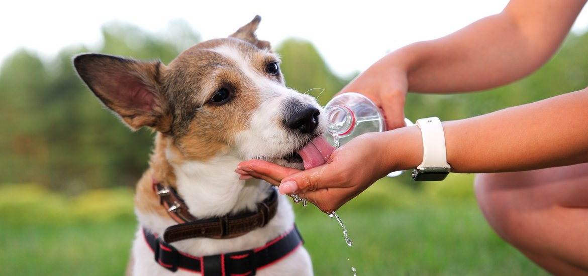 Hydration Tips for Your Dog During the Summer Heat