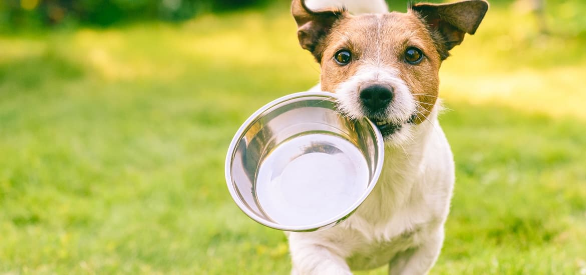 Five Warning Signs of Dog Dehydration