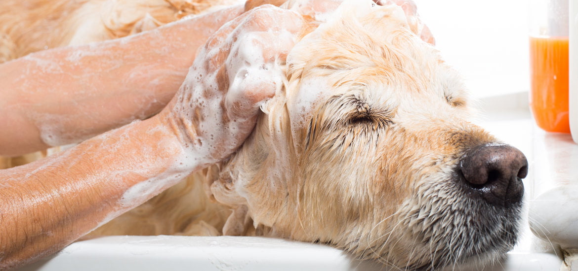 Oatmeal Shampoos Can Help Your Dog