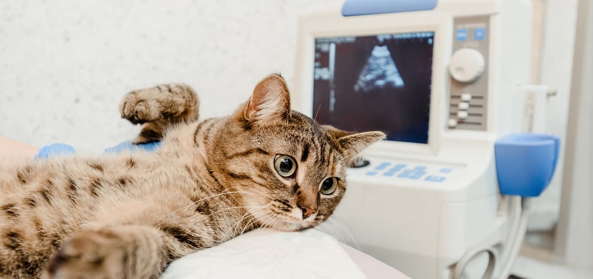 How Can Ultrasound Make Veterinary Diagnosis Easy?