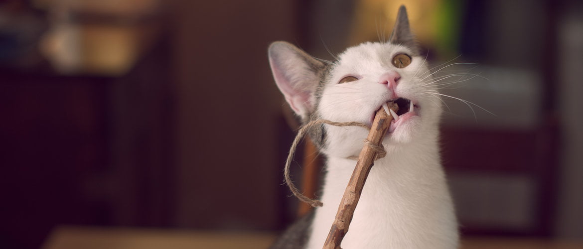 Cat’s Teeth Are One Way to Predict Their Age