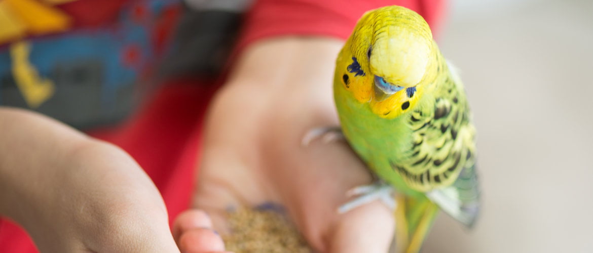 Both Bird seeds and Bird Pellets are Nutritious Foods