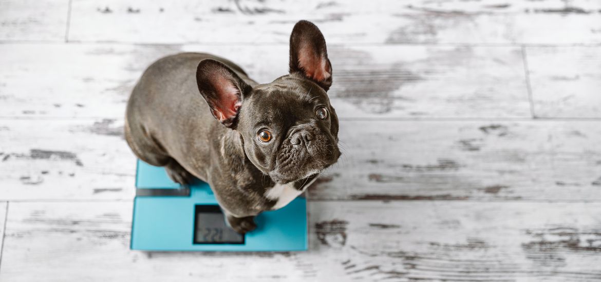 How to Create a Successful Dog Weight-Loss Program