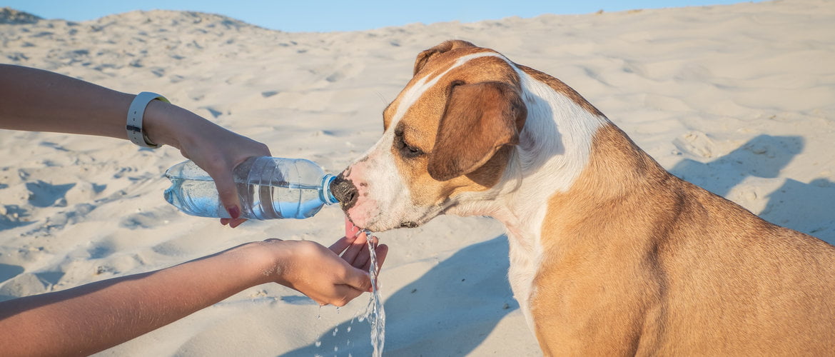 While Travelling With Dog Be Sure to Carry Along a Bowl and Plenty of Water