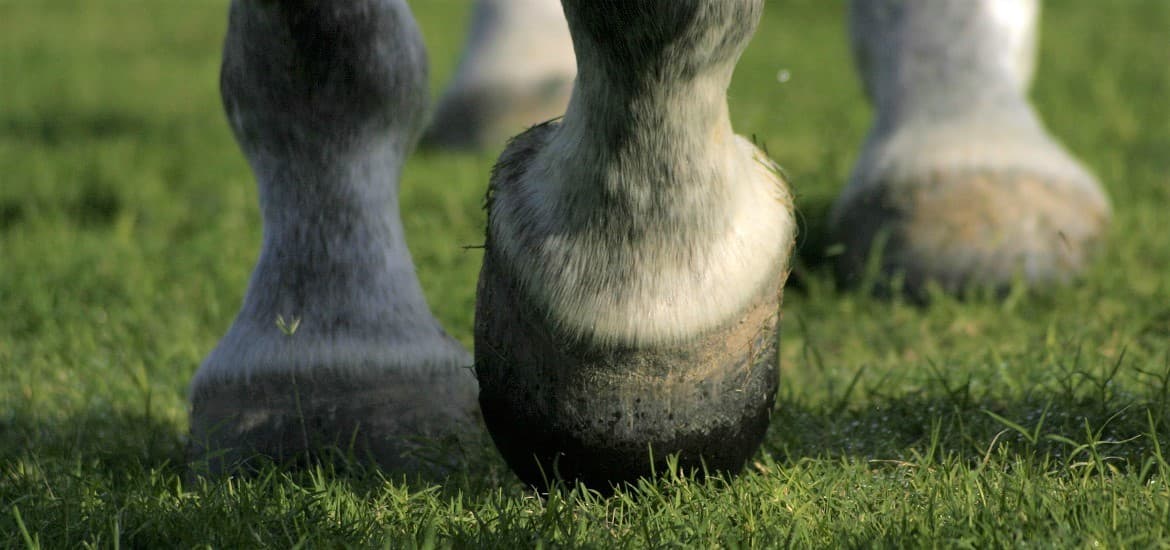 How to Keep Your Horse's Hooves Healthy and Strong