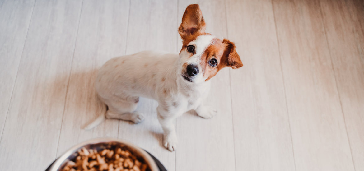 Choose Pet Food That Contains Lots of Nutrients