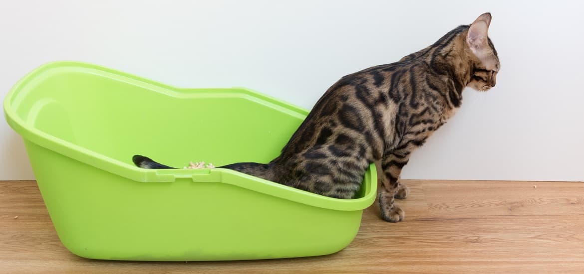 How to Tell If Your Cat’s Pee is Normal