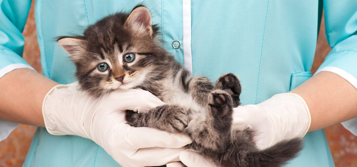IDEXX helps diagnose those common diseases in Cats