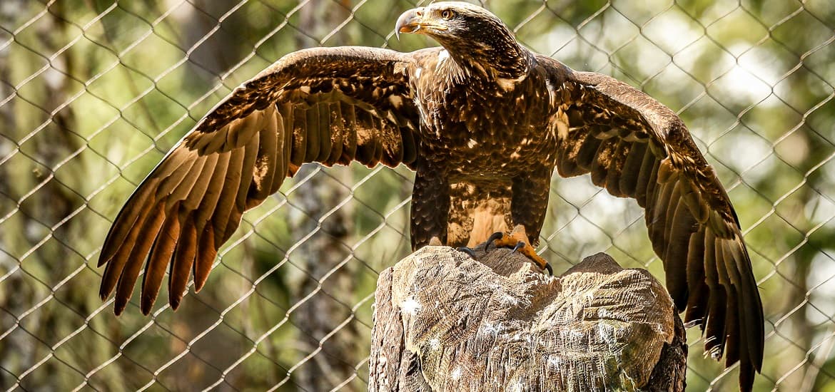 Importance of Biosecurity in Birds of Prey Facility