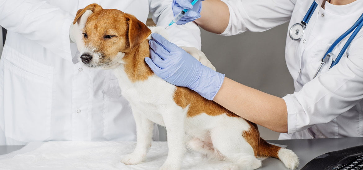 Importance of Vaccination and Titer Test for Pets