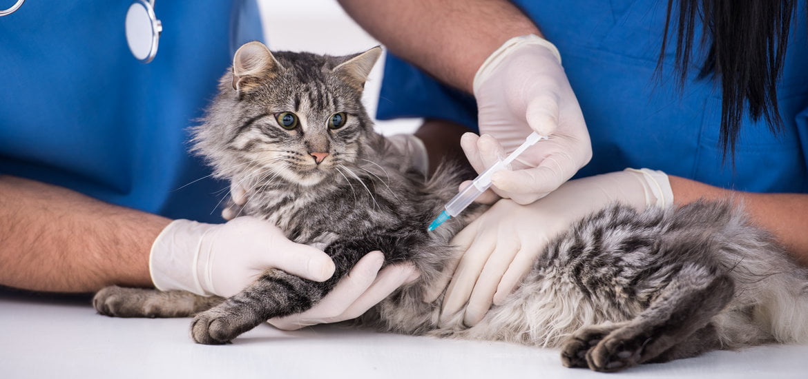 When to Vaccinate Pets