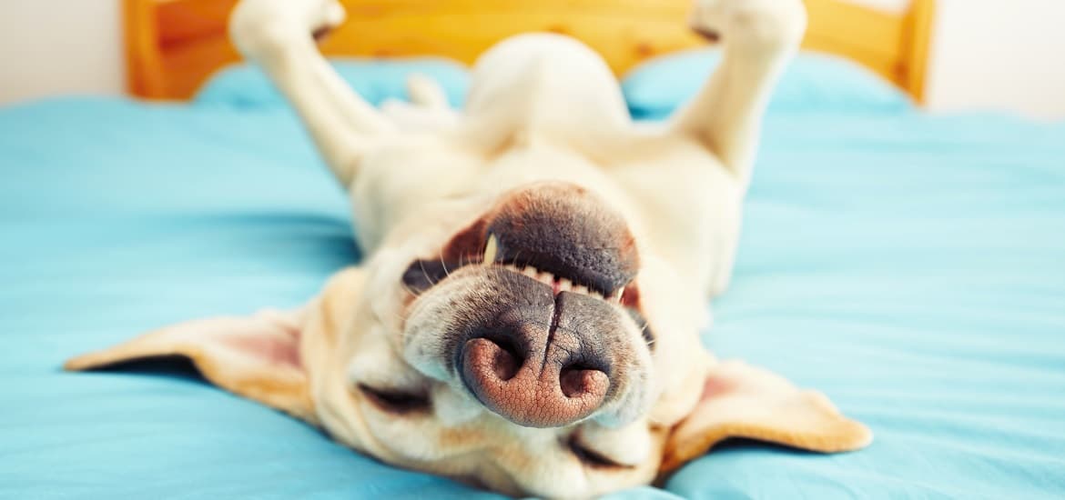 Is Your Pet Immunized?