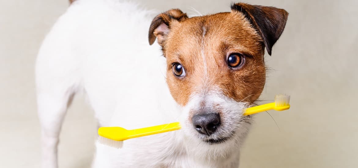 Maintain Your Dog’s Oral Hygiene During Festive Season