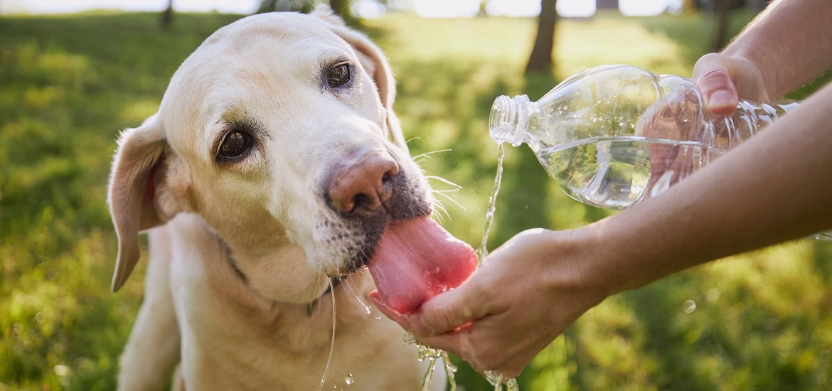 Maintaining Your Dog's Hydration Will Help Prevent Heat Stroke