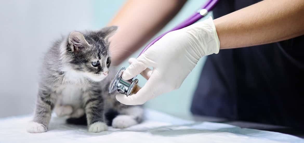 Must-Have Equipment in Every Veterinary Clinic