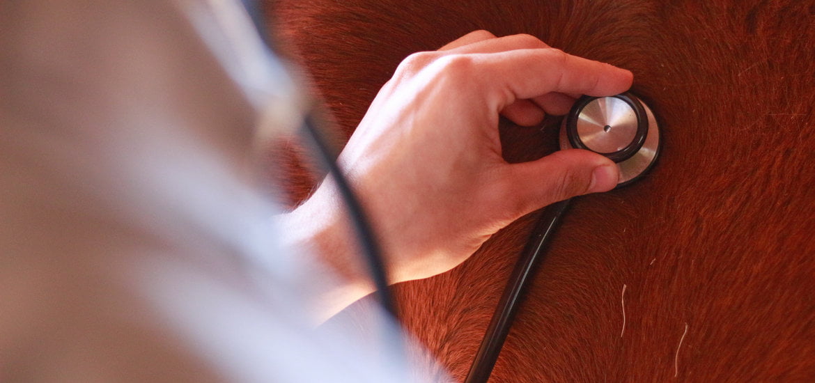 Nine Signs of Good Equine Health