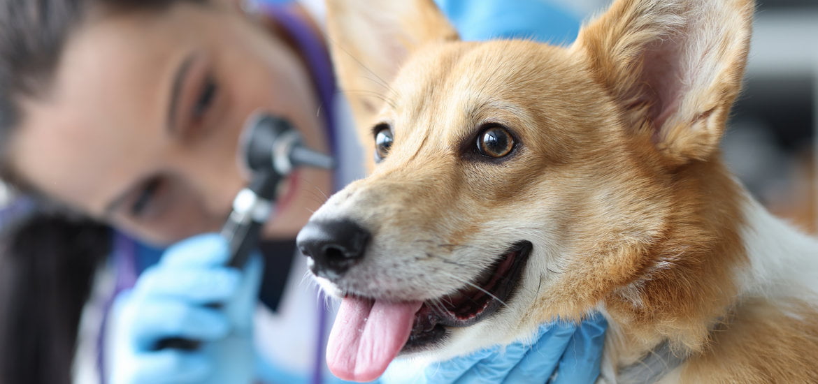 Planning Your Pet’s Preventive Care