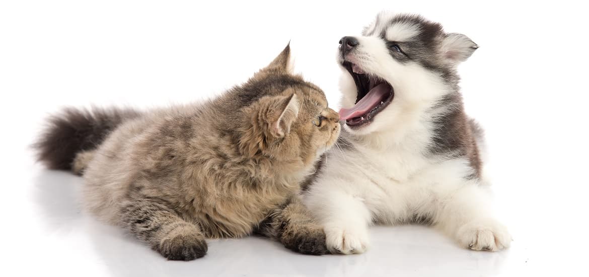 Preserving Your Pet's Dental and General Health