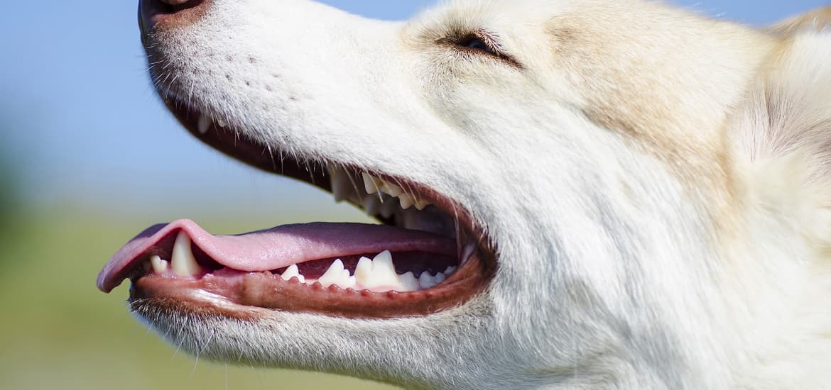 Reason to Get Your Furry Friend X-rayed