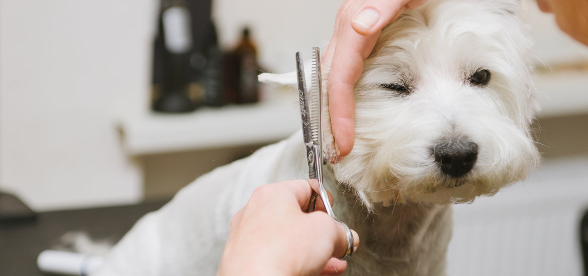 The Benefits of Grooming Your Dog | Eurovets