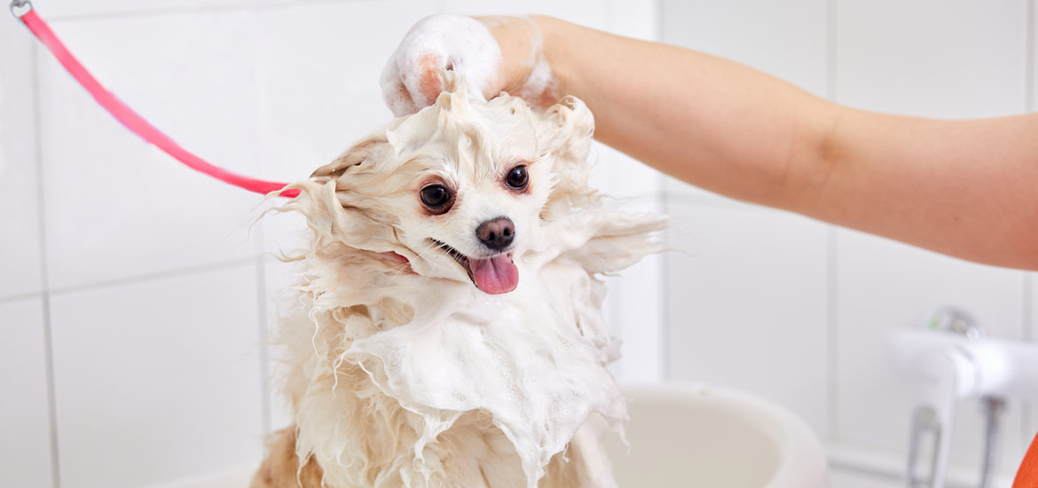 At Home Grooming
