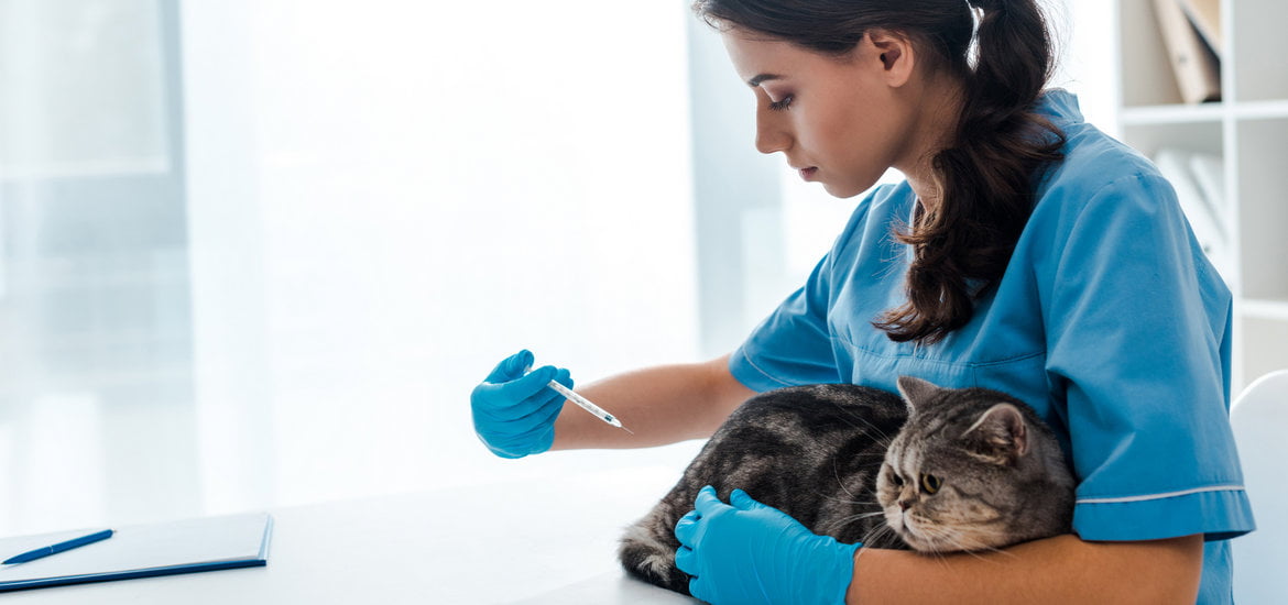 How to Treat Ringworm in Cats and Dogs