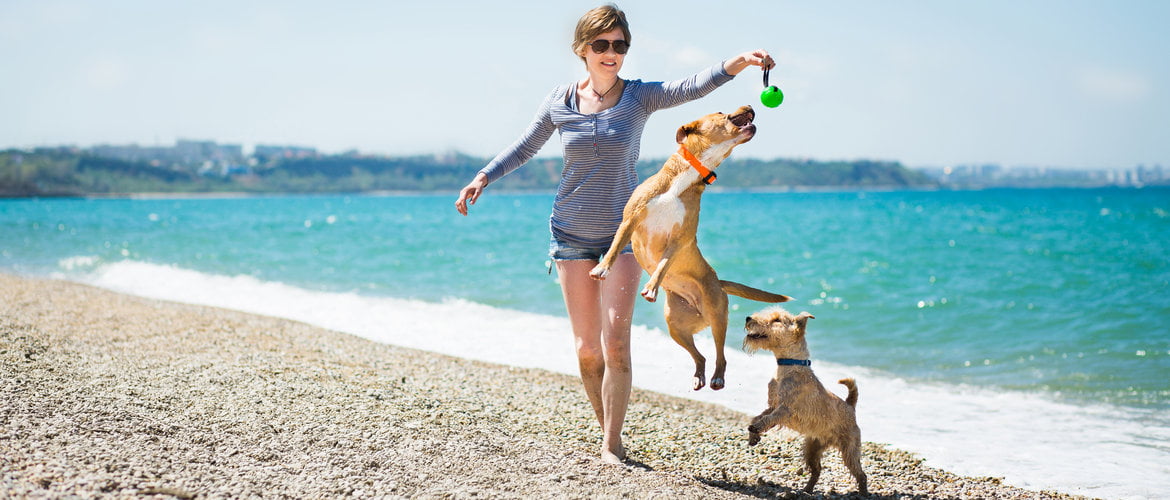 Challenge Your Pooch to a Fun Game