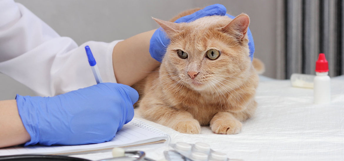 Surgery for Thyroid Tumors in Cats