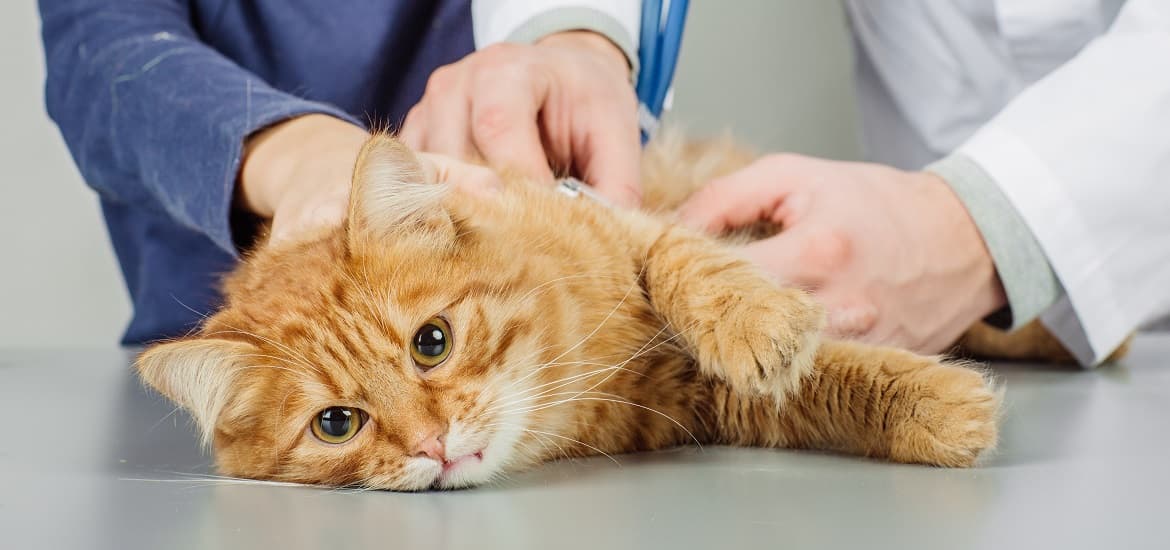 Surprising Facts About Feline Kidney Diseases