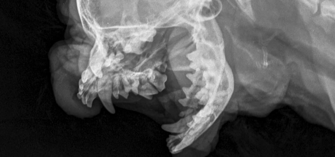 The Importance of Dental X-rays in Dogs